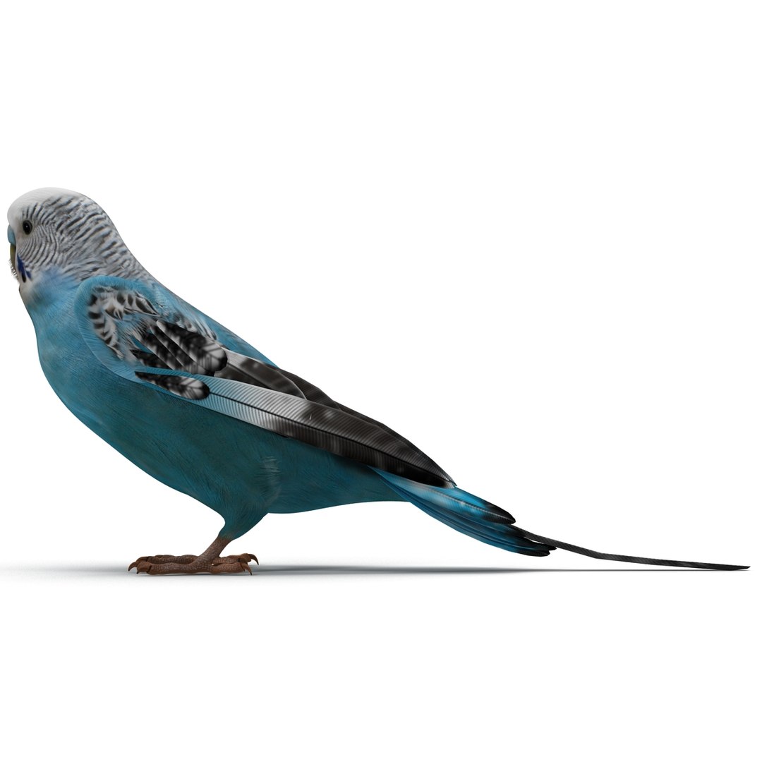 budgerigar pose 1 3d c4d https://p.turbosquid.com/ts-thumb/2L/6NnKC1/Bf5A6NGA/budgerigarpose1_16/jpg/1417538925/1920x1080/fit_q87/b05dab71ada7bae68a0b8a7a51a1f06d94f0b441/budgerigarpose1_16.jpg
