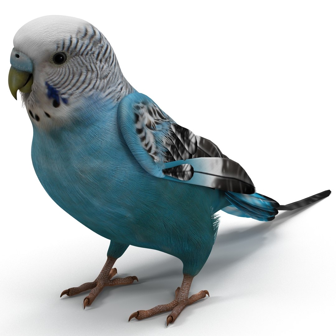 budgerigar pose 1 3d c4d https://p.turbosquid.com/ts-thumb/2L/6NnKC1/DJpwzcaf/budgerigarpose1_22/jpg/1417538932/1920x1080/fit_q87/f8d4eaeb5a861c3fb5fc6d5c86f4c849fedcffd0/budgerigarpose1_22.jpg
