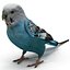 Budgerigar Pose 1