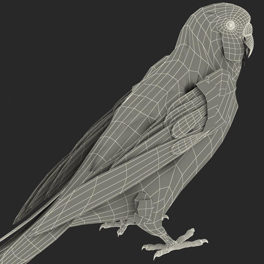 budgerigar pose 1 3d c4d https://p.turbosquid.com/ts-thumb/2L/6NnKC1/EcFZMNE6/budgerigarpose1_15/jpg/1417538923/1920x1080/fit_q87/cb8b131867af31e05958d287a6e8dc579eeeadec/budgerigarpose1_15.jpg
