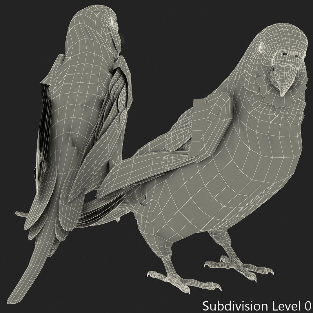 budgerigar pose 1 3d c4d https://p.turbosquid.com/ts-thumb/2L/6NnKC1/HyZlzW1l/budgerigarpose1_7/jpg/1417538885/1920x1080/fit_q87/eb167420f7062e91b05f38fc0ae4e0bf6441a396/budgerigarpose1_7.jpg