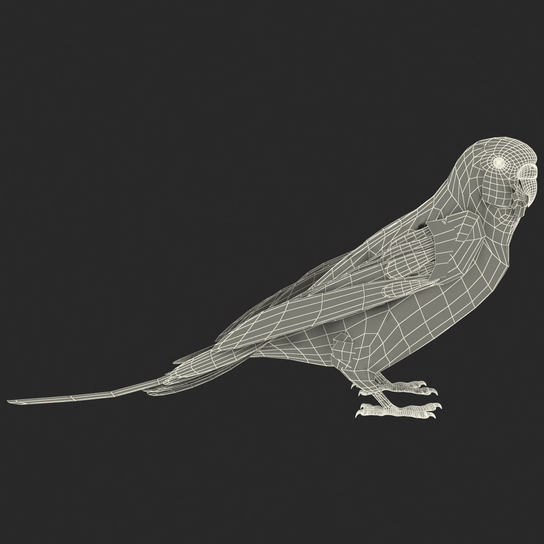 budgerigar pose 1 3d c4d https://p.turbosquid.com/ts-thumb/2L/6NnKC1/IDlqw6Tv/budgerigarpose1_8/jpg/1417538886/1920x1080/fit_q87/928bbb38487d849eed568abfbb9d763d7d51e081/budgerigarpose1_8.jpg