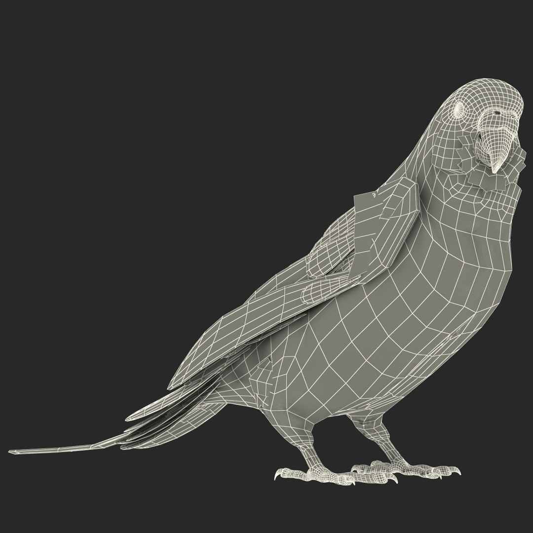 budgerigar pose 1 3d c4d https://p.turbosquid.com/ts-thumb/2L/6NnKC1/Ik1IJT0T/budgerigarpose1_13/jpg/1417538894/1920x1080/fit_q87/f8fd67b02093b7a6d3343d8070ed350302f2b2fe/budgerigarpose1_13.jpg