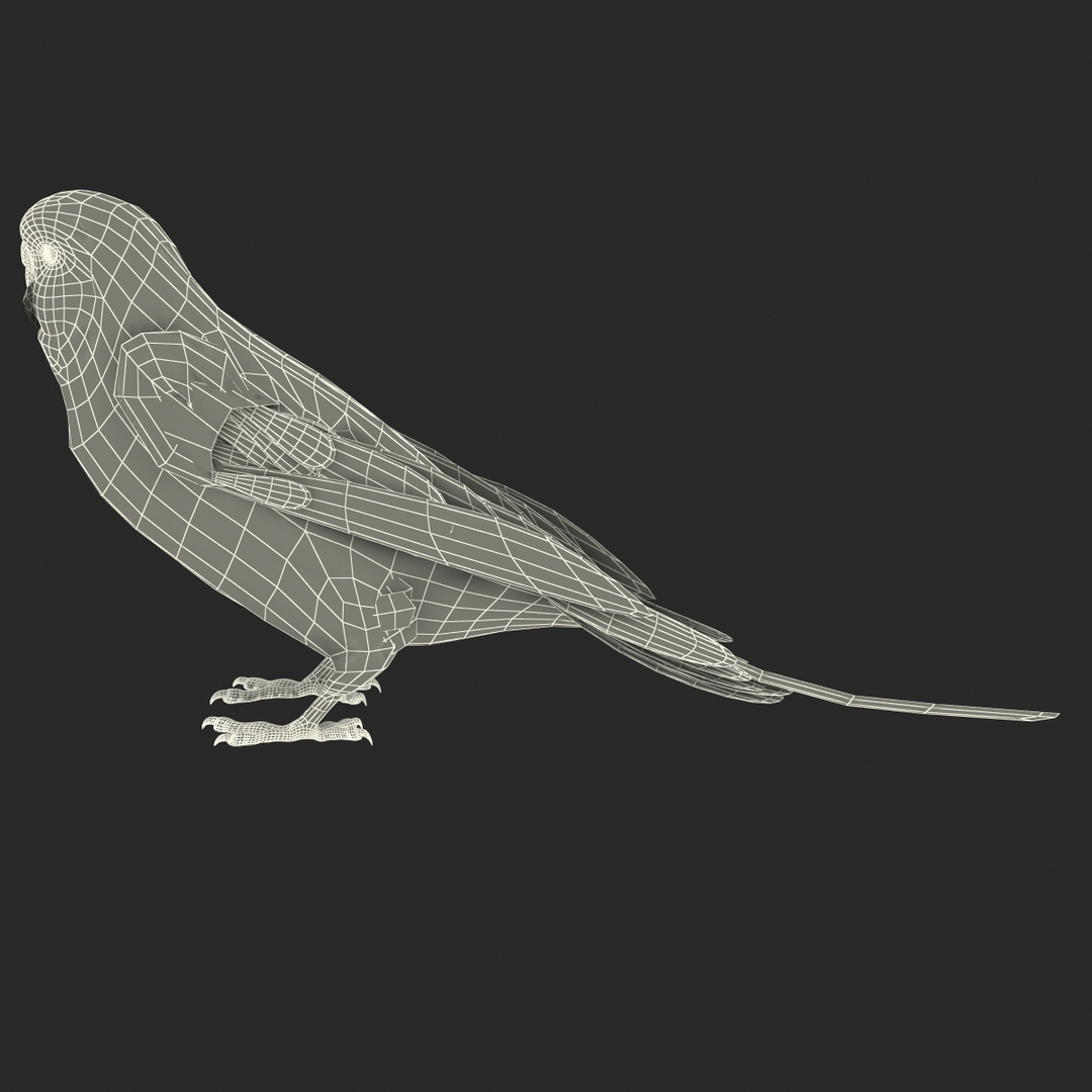budgerigar pose 1 3d c4d https://p.turbosquid.com/ts-thumb/2L/6NnKC1/OL6yuHVF/turntablefile_361/jpg/1417538982/1920x1080/turn_fit_q99/b75fbb949eb65ef08575386a8f1b6799e4bc6522/turntablefile_361-1.jpg