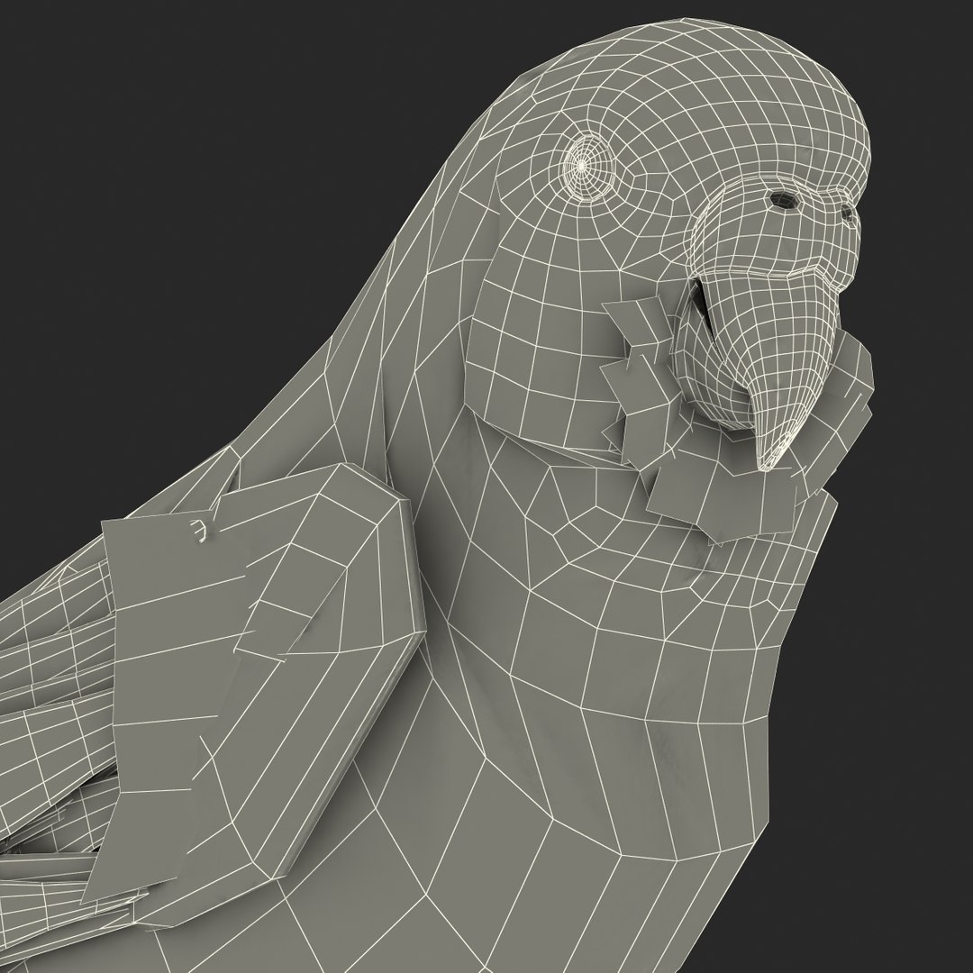 budgerigar pose 1 3d c4d https://p.turbosquid.com/ts-thumb/2L/6NnKC1/RKNG3NBj/budgerigarpose1_17/jpg/1417538926/1920x1080/fit_q87/567de48c25a1215dc140c4a997b0c09a8c0877a8/budgerigarpose1_17.jpg