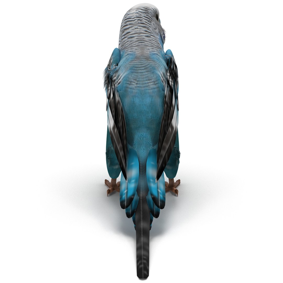 budgerigar pose 1 3d c4d https://p.turbosquid.com/ts-thumb/2L/6NnKC1/RvKHStDR/budgerigarpose1_18/jpg/1417538928/1920x1080/fit_q87/92ef42e7ebc650f3ef203ce9ff8cf7ffc2c9216a/budgerigarpose1_18.jpg