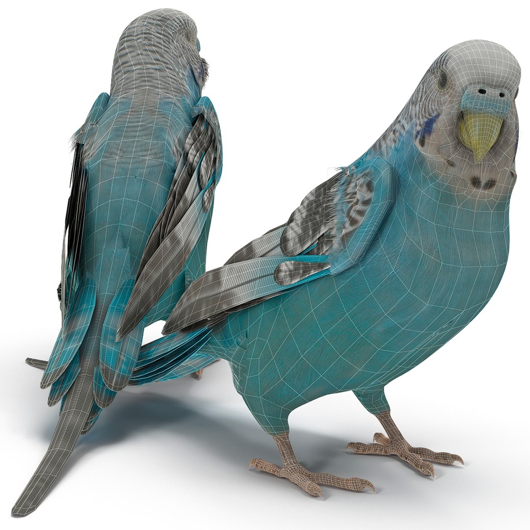 budgerigar pose 1 3d c4d https://p.turbosquid.com/ts-thumb/2L/6NnKC1/VVu8KXqy/budgerigarpose1_10/jpg/1417538889/1920x1080/fit_q87/4c02df996e6063161ff09654e7ffab2617b6f6c5/budgerigarpose1_10.jpg