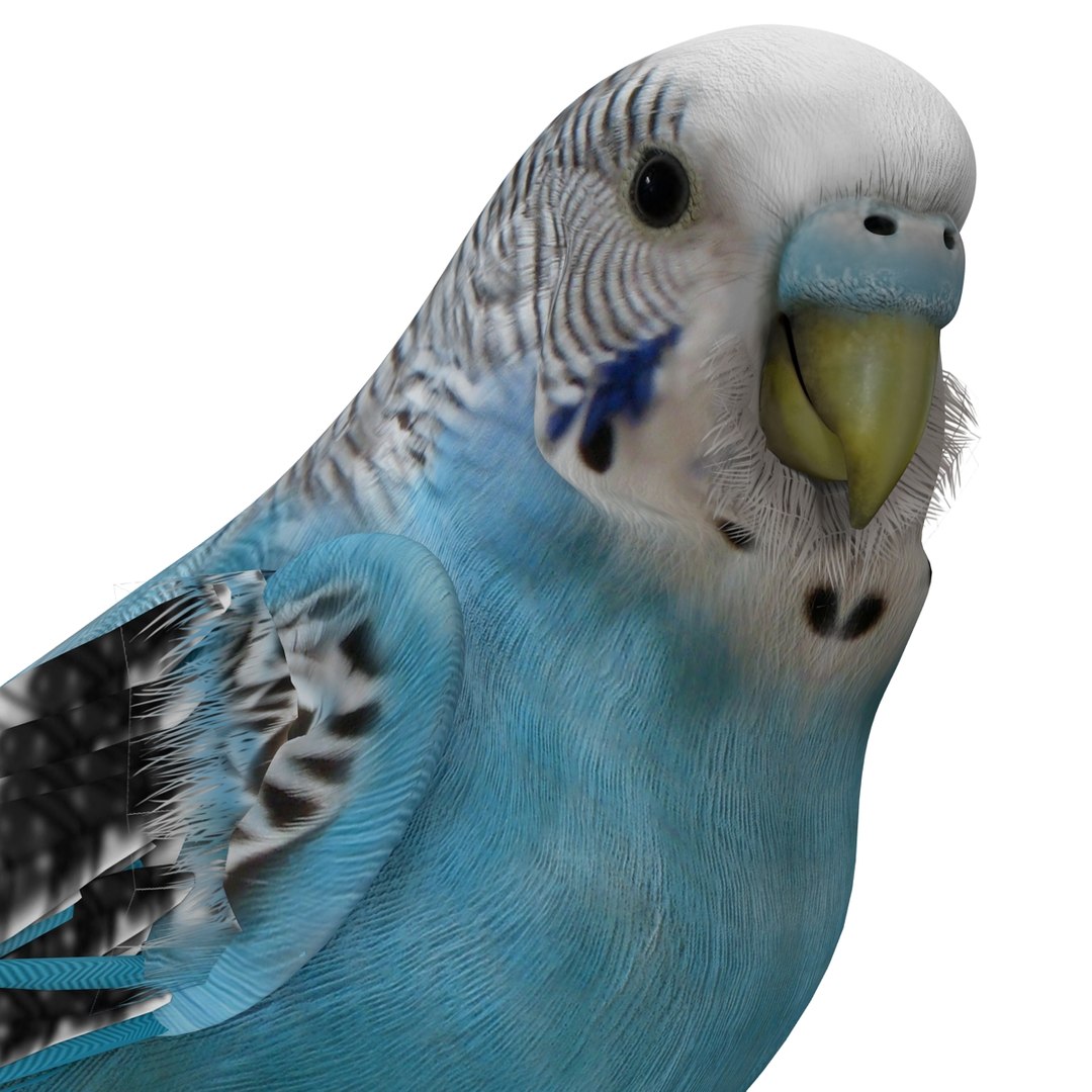 budgerigar pose 1 3d c4d https://p.turbosquid.com/ts-thumb/2L/6NnKC1/YH1nGUHt/budgerigarpose1_27/jpg/1417538938/1920x1080/fit_q87/838f9253bbce4abf1be91636138ab623fdb085f7/budgerigarpose1_27.jpg