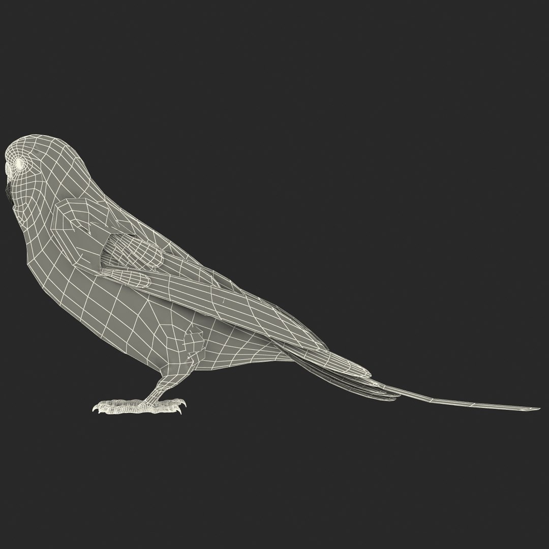 budgerigar pose 1 3d c4d https://p.turbosquid.com/ts-thumb/2L/6NnKC1/hFggXUPK/budgerigarpose1_5/jpg/1417538882/1920x1080/fit_q87/e1844ba607c331539b3cb661ae112542428745cf/budgerigarpose1_5.jpg