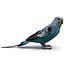 Budgerigar Pose 1