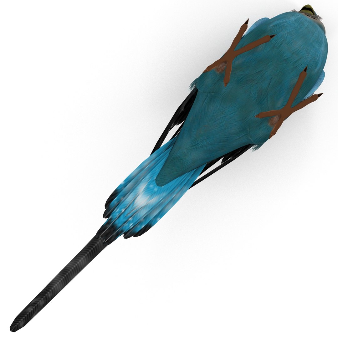 budgerigar pose 1 3d c4d https://p.turbosquid.com/ts-thumb/2L/6NnKC1/o3H8vGcP/budgerigarpose1_21/jpg/1417538931/1920x1080/fit_q87/61ebf867d244e57f9963eba8b0316b0835f7d181/budgerigarpose1_21.jpg