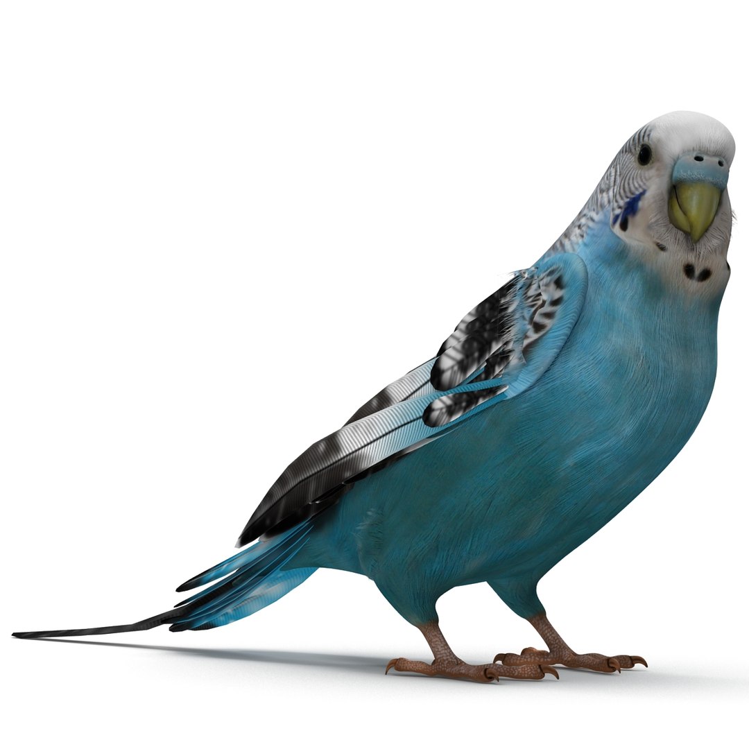 budgerigar pose 1 3d c4d https://p.turbosquid.com/ts-thumb/2L/6NnKC1/p3Ma89Xq/budgerigarpose1_23/jpg/1417538934/1920x1080/fit_q87/9954c6b6a5aa79b92a3209e818743433ab81c001/budgerigarpose1_23.jpg