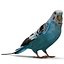 Budgerigar Pose 1