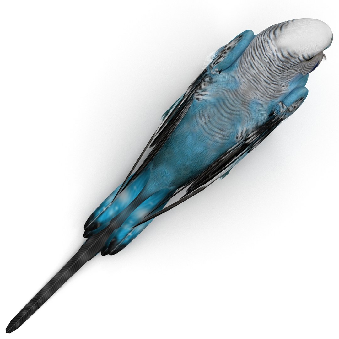 budgerigar pose 1 3d c4d https://p.turbosquid.com/ts-thumb/2L/6NnKC1/tuaPoXtx/budgerigarpose1_20/jpg/1417538930/1920x1080/fit_q87/3d7641dab881d780a89550ee894c113ae2dcb02a/budgerigarpose1_20.jpg