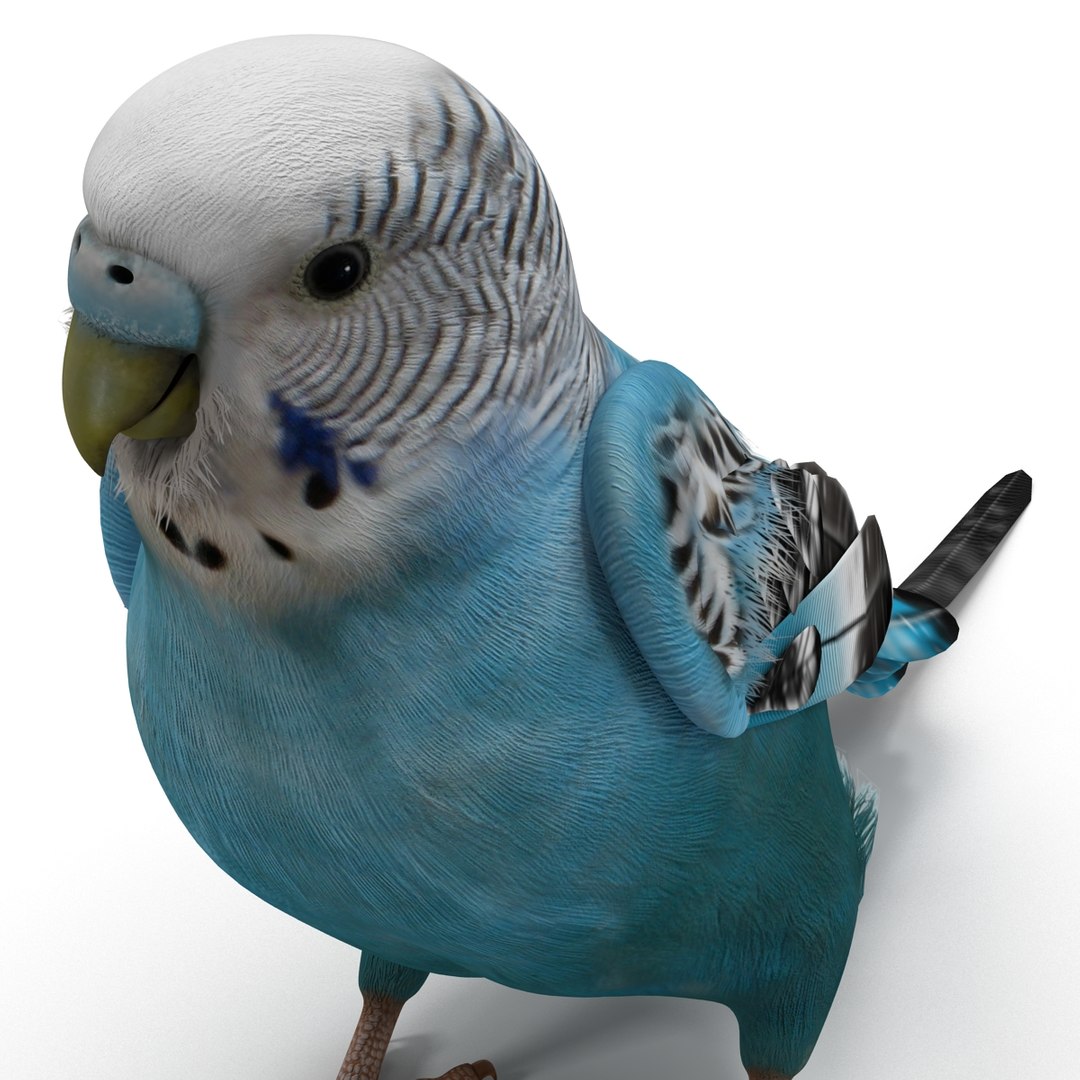 budgerigar pose 1 3d c4d https://p.turbosquid.com/ts-thumb/2L/6NnKC1/uwOq2egY/budgerigarpose1_28/jpg/1417538939/1920x1080/fit_q87/47187184df4f4af2843bd0af5b5ebf35b065e637/budgerigarpose1_28.jpg