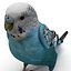 Budgerigar Pose 1