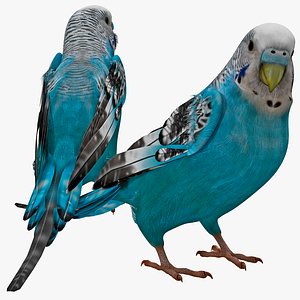 budgerigar pose 1 3d c4d