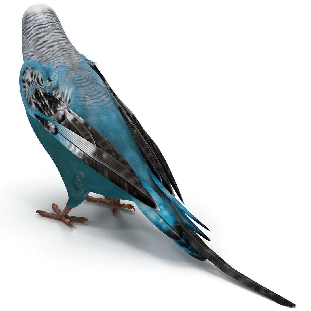 budgerigar pose 1 3d c4d https://p.turbosquid.com/ts-thumb/2L/6NnKC1/zfuCJdd8/budgerigarpose1_25/jpg/1417538936/1920x1080/fit_q87/cc5e206f6316d6bf735d99bfb780cd61cbb868f5/budgerigarpose1_25.jpg