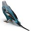 Budgerigar Pose 1
