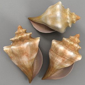 conch shell 3d model