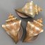 conch shell