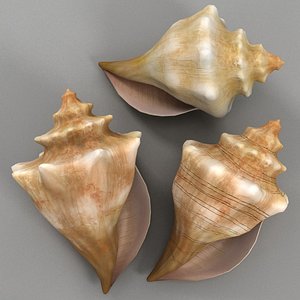 conch shell