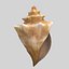 conch shell
