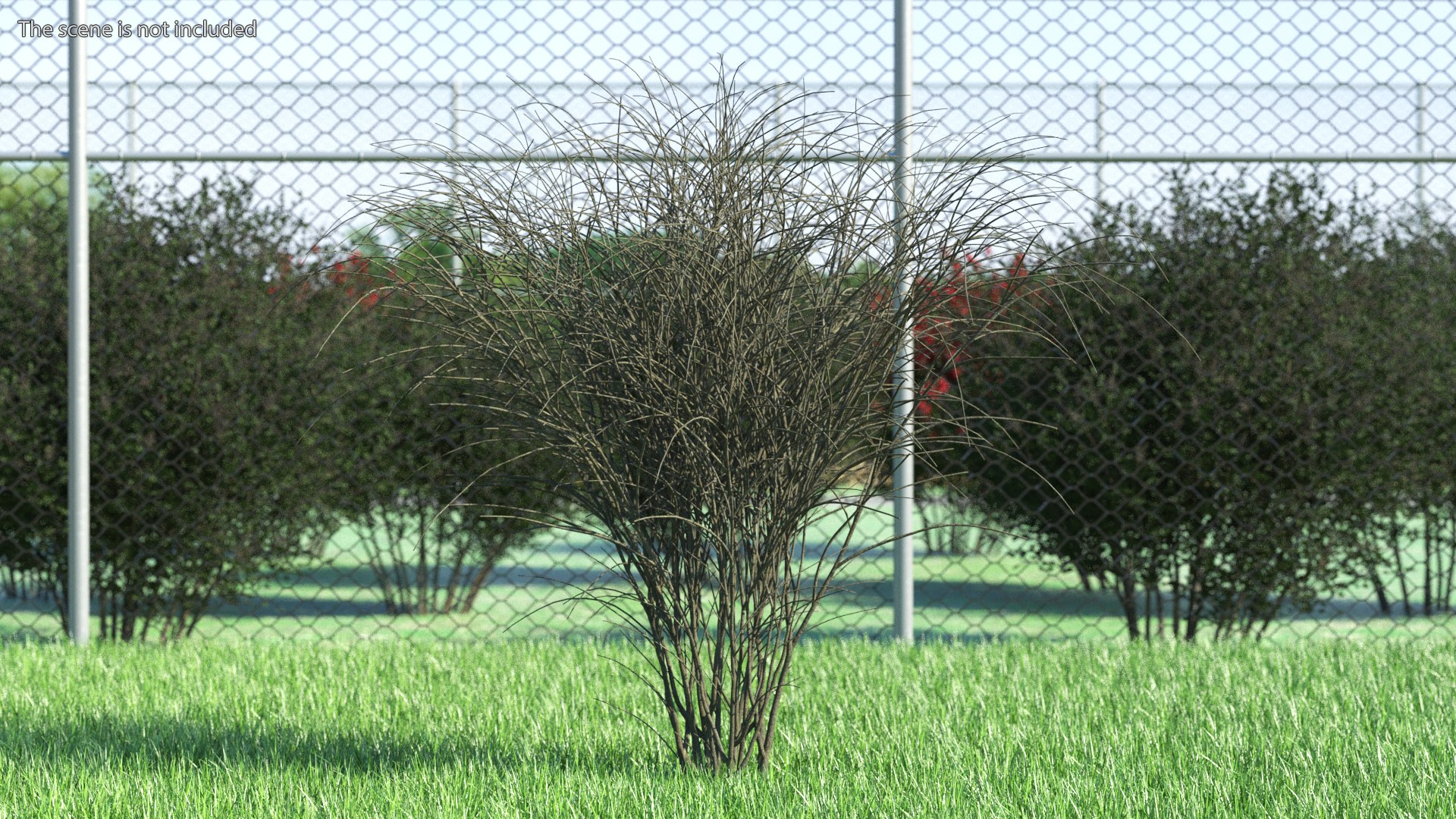 Barberry Bark 3D model preview