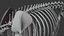 BearSkeleton 3D model