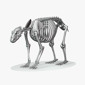 BearSkeleton