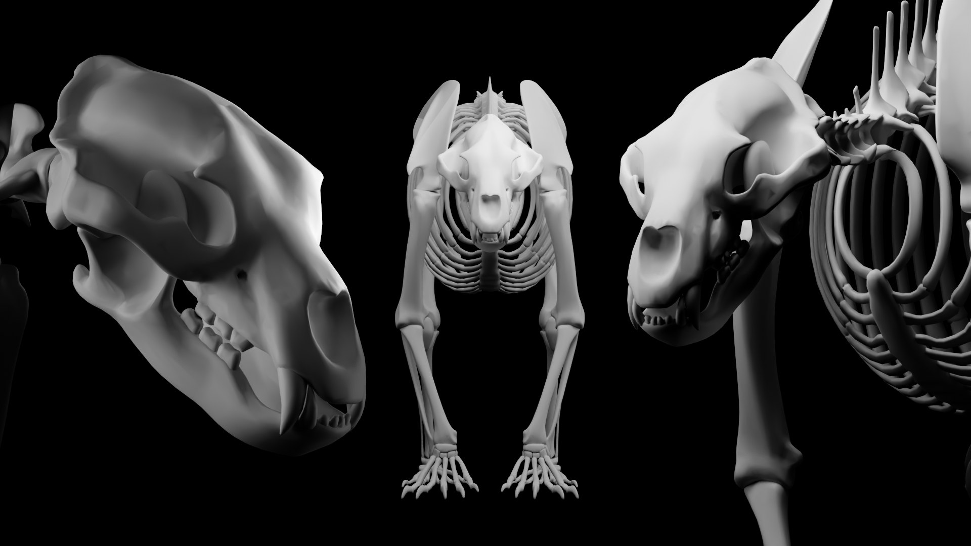 BearSkeleton 3D model https://p.turbosquid.com/ts-thumb/2L/rvAgYV/RC/render3/png/1770375378/1920x1080/fit_q87/9270e1bd77d06316d62116dcf32859553f307382/render3.jpg