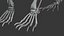 BearSkeleton 3D model