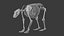 BearSkeleton 3D model