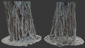 3D Banyan Tree Trunk and Aerial Roots 3D Scan