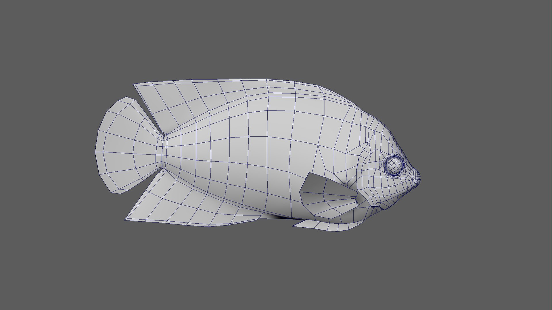 Fish Pack 21 - Coral Bay Model - TurboSquid 2065507