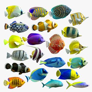 3D discus fish - TurboSquid 1232727