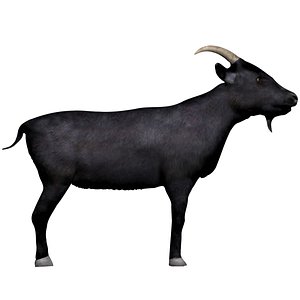 fully rigged black goat 3D
