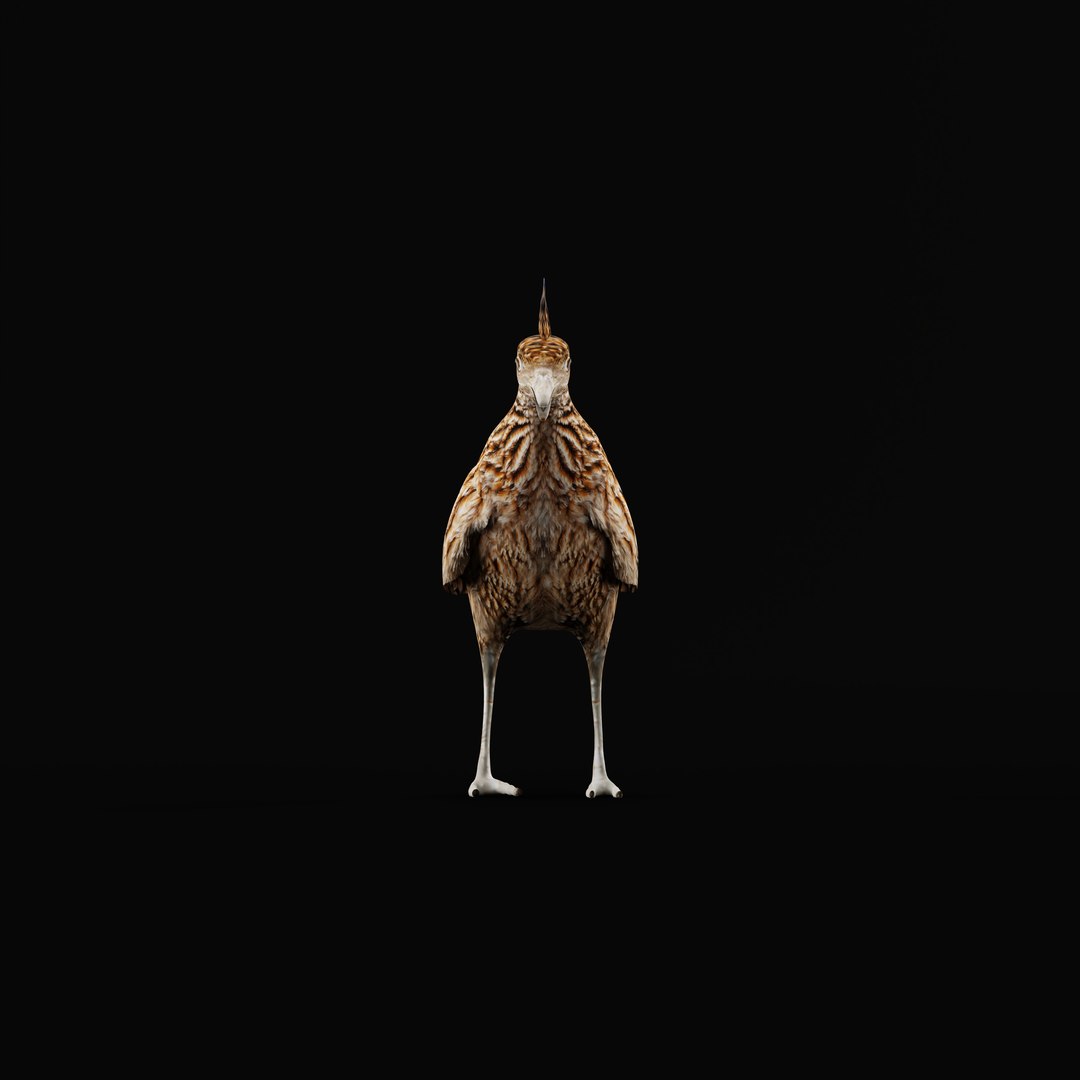 3D Roadrunner Chaparral Bird Model - TurboSquid 2362434