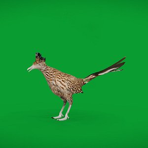 3D Roadrunner Chaparral Bird model