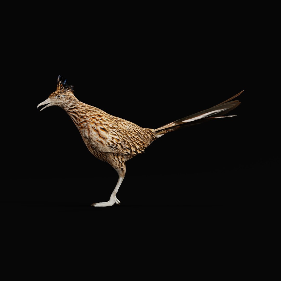 3D Roadrunner Chaparral Bird Model - TurboSquid 2362434