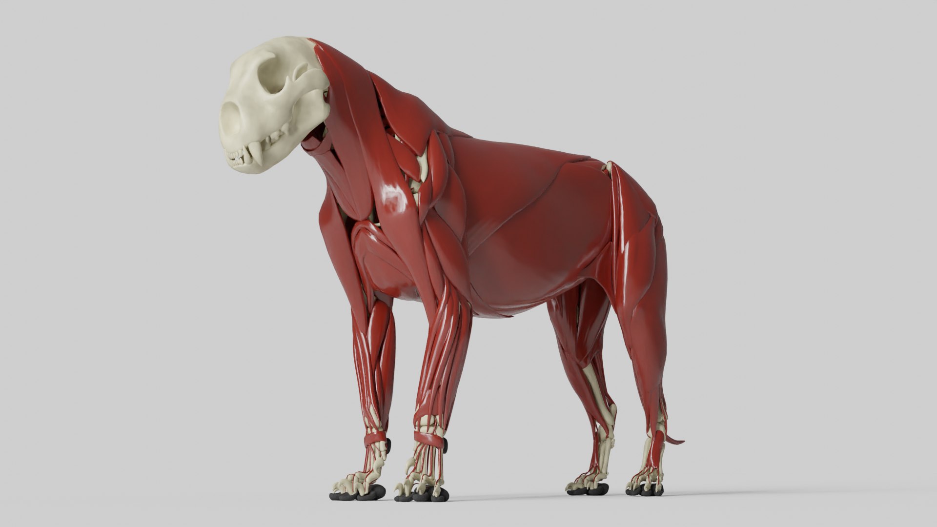 3D Sculpture Lion Anatomy Skeleton Model TurboSquid 1563765