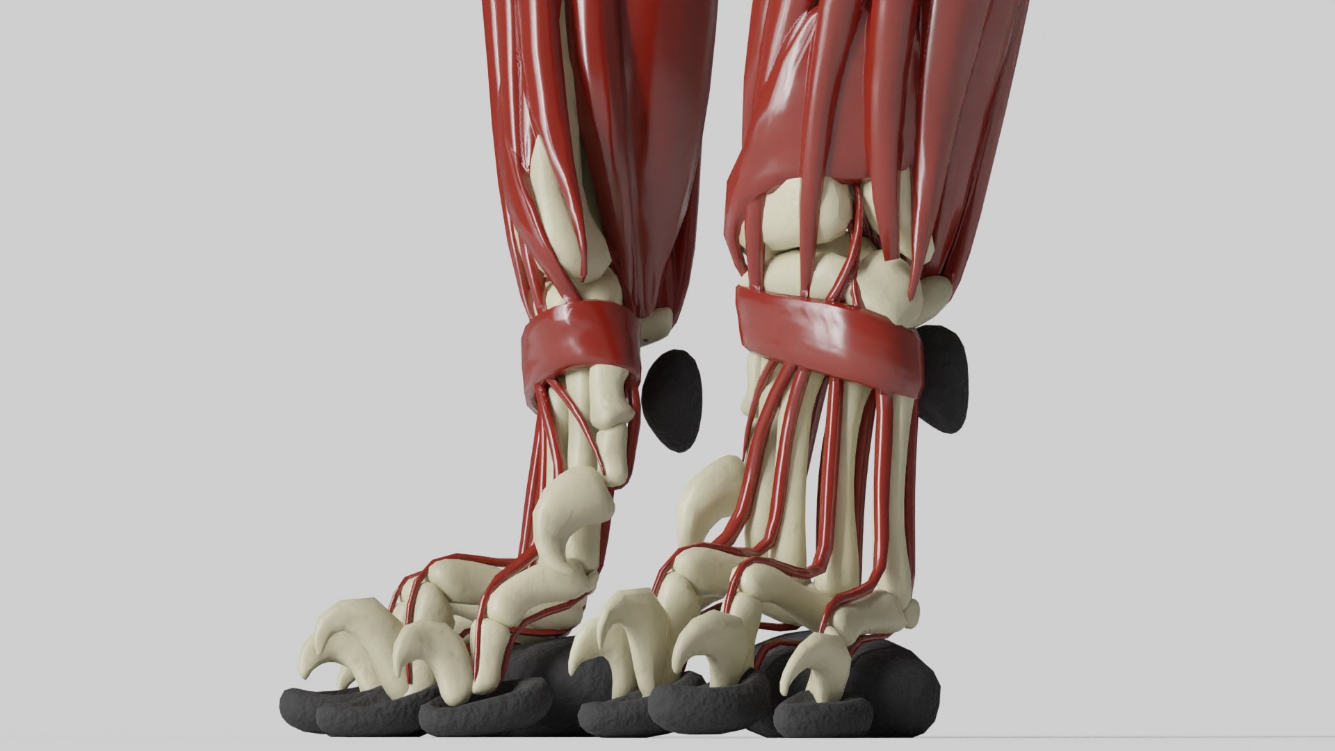 3D sculpture lion anatomy skeleton model https://p.turbosquid.com/ts-thumb/2M/7KPWL8/eTQavOYm/anatomy_feet/png/1590158798/1920x1080/fit_q87/d0330b4585c7f4383df132a29b4d72b25f476d07/anatomy_feet.jpg