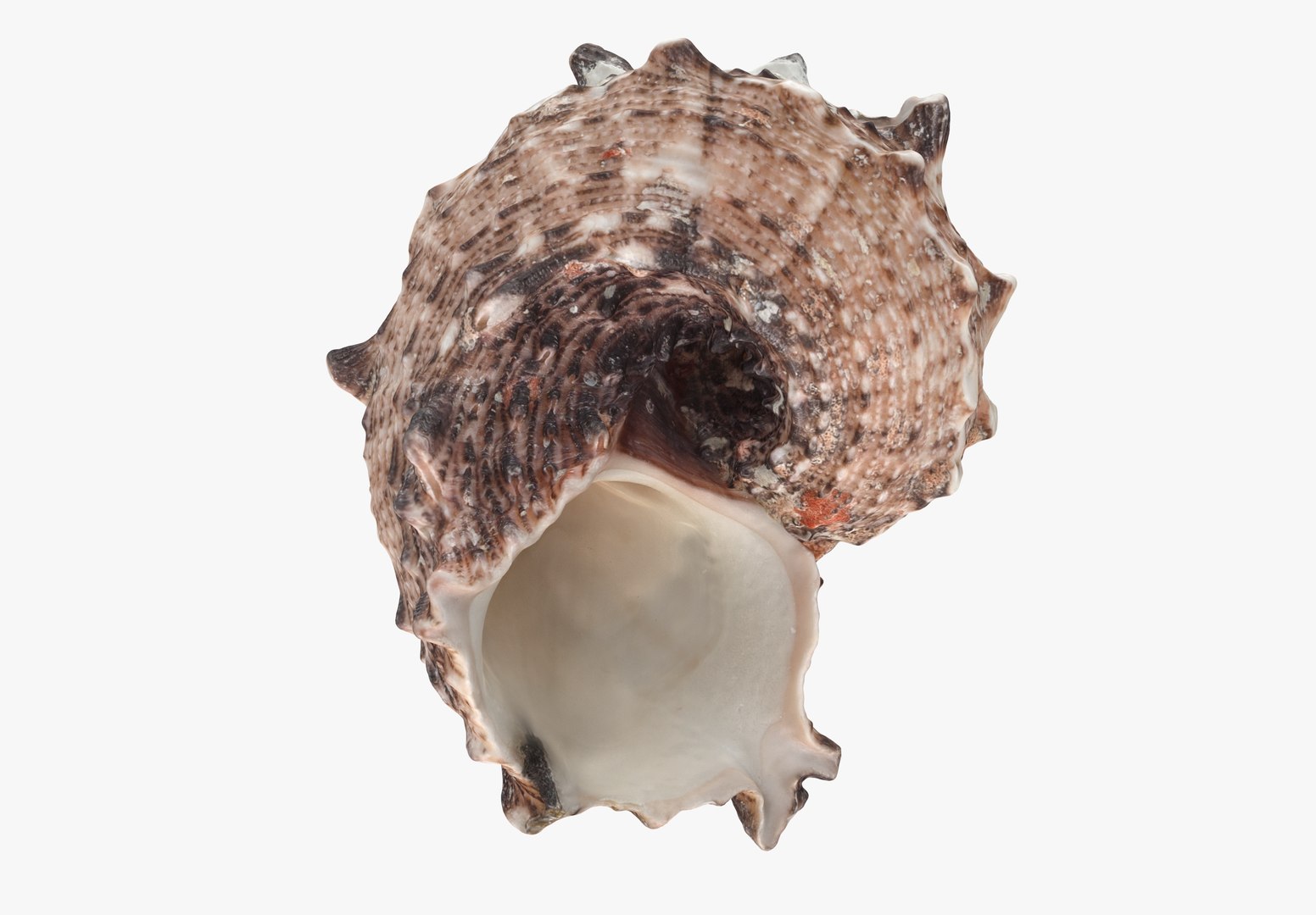 3D model Sea Shells set https://p.turbosquid.com/ts-thumb/2M/7fNjyT/4E/seashell4_1/jpg/1663353926/1920x1080/fit_q87/e69bb8a1ab03ded5d87d044ff54929436a28e77c/seashell4_1.jpg