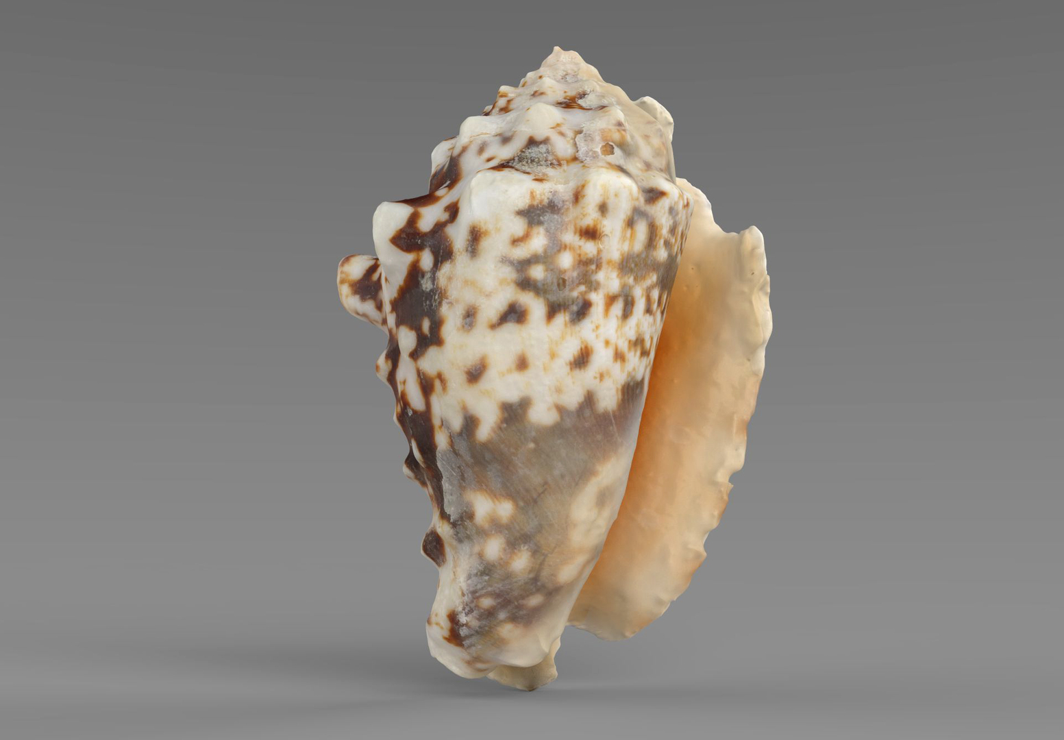3D model Sea Shells set https://p.turbosquid.com/ts-thumb/2M/7fNjyT/5Z/shell5/jpg/1663356779/1920x1080/turn_fit_q99/8eafdf2063001acd84731e4cd59c7982a18a4e38/shell5-1.jpg
