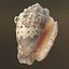 Sea Shells set
