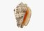 Sea Shells set
