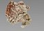 Sea Shells set