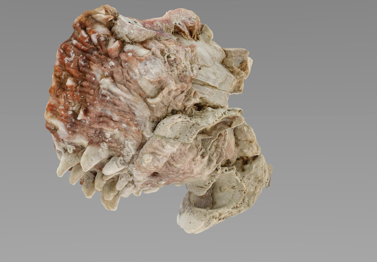 3D model Sea Shells set https://p.turbosquid.com/ts-thumb/2M/7fNjyT/Eo/shell2/jpg/1663354315/1920x1080/turn_fit_q99/73bea741702f19cb5dd25b8f1800c48ec8aa9970/shell2-1.jpg