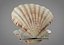 Sea Shells set
