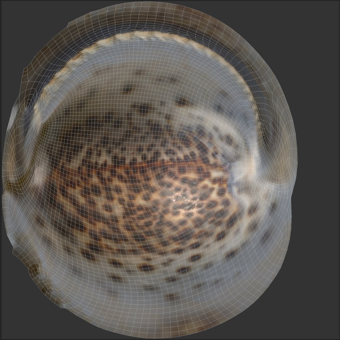 3D model Sea Shells set - TurboSquid 1959830